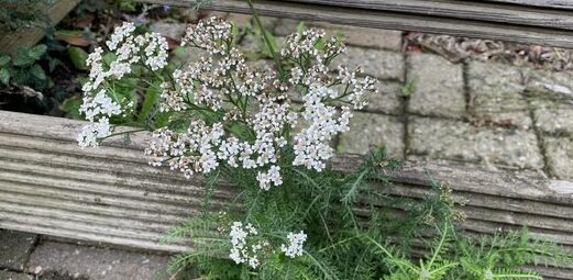 Project (On)kruid – docent