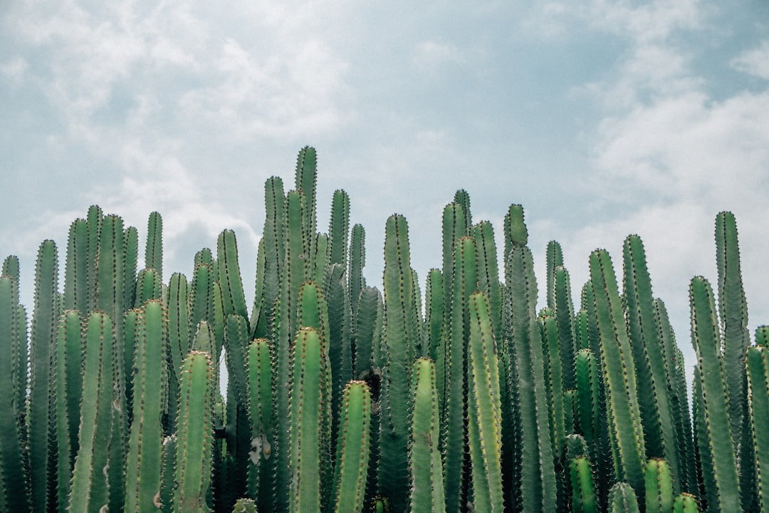 Hoe doet de cactus dat?
