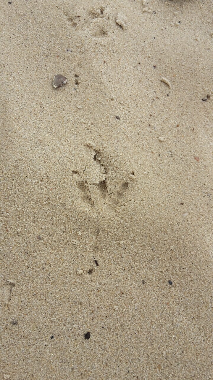 Mini-cursus Diersporen herkennen