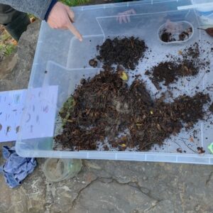 Bodemdiertjes onderzoeken - E-lespakket